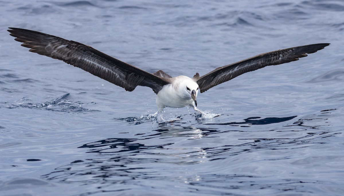 Black-browed Albatross (Black-browed) - ML594511721