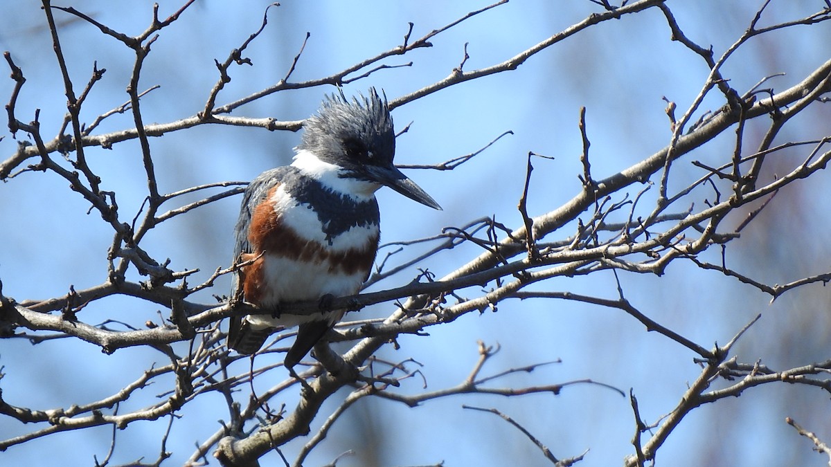 Belted Kingfisher - ML594512301