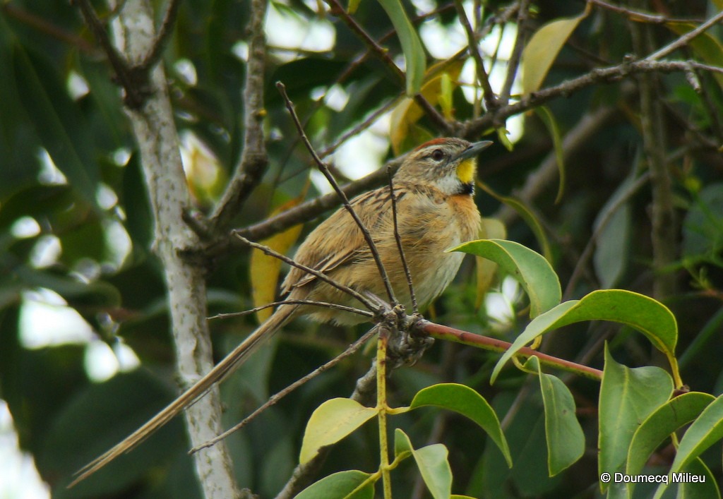 Chotoy Spinetail - ML59451261