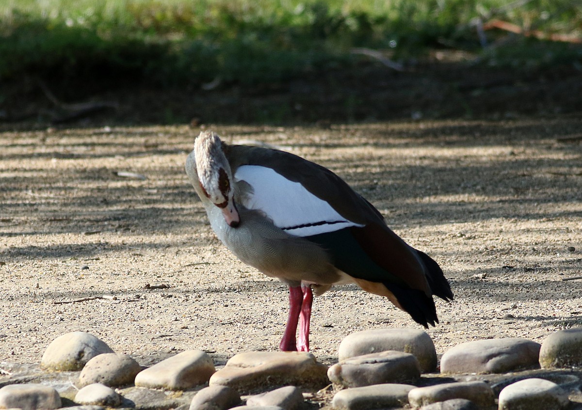 Egyptian Goose - ML594518361