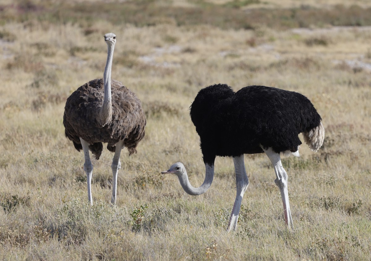 Common Ostrich - Ken Oeser