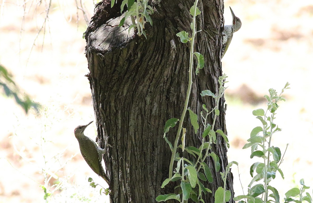 Iberian Green Woodpecker - ML594520381