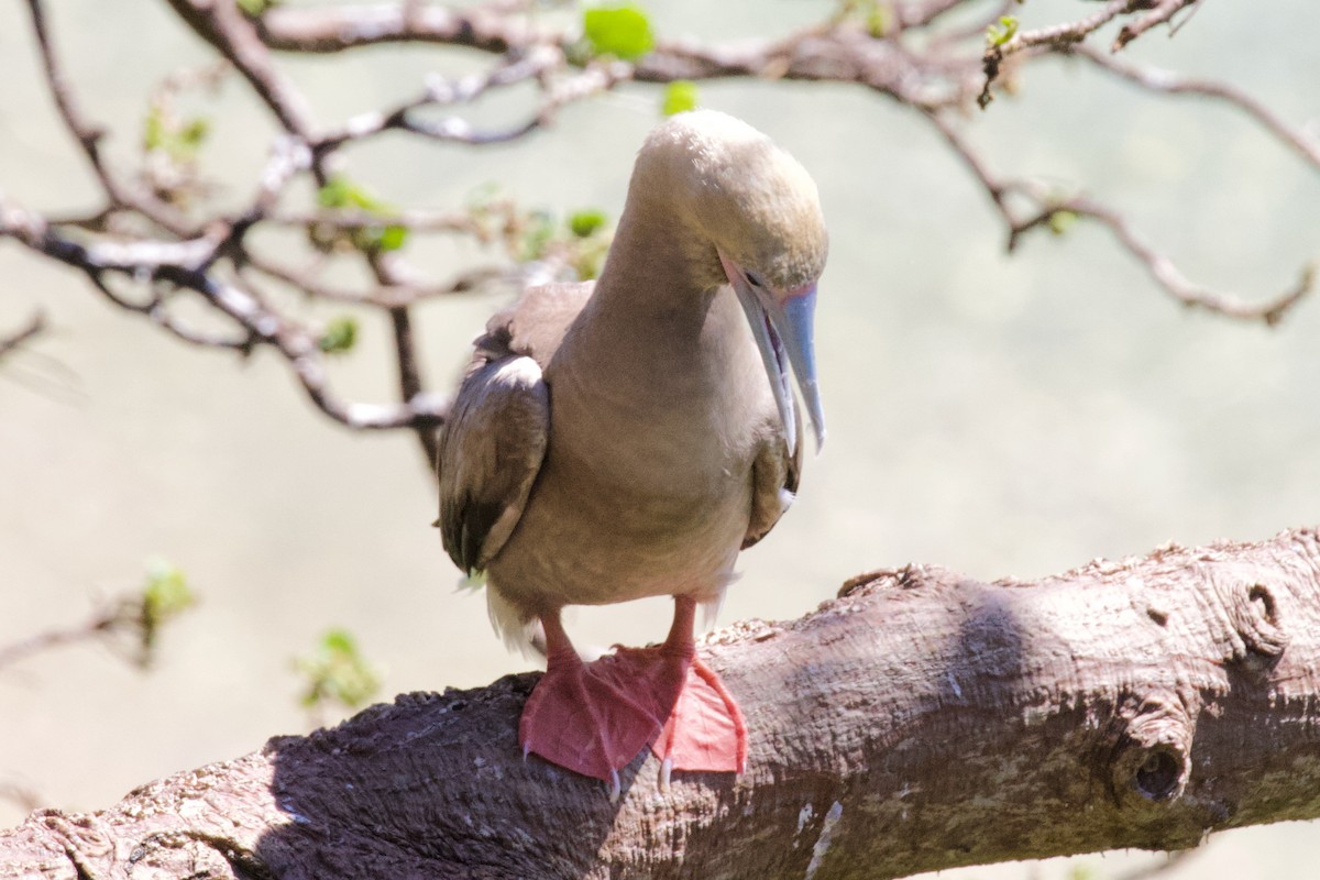 Red-footed Booby - Luciano Naka