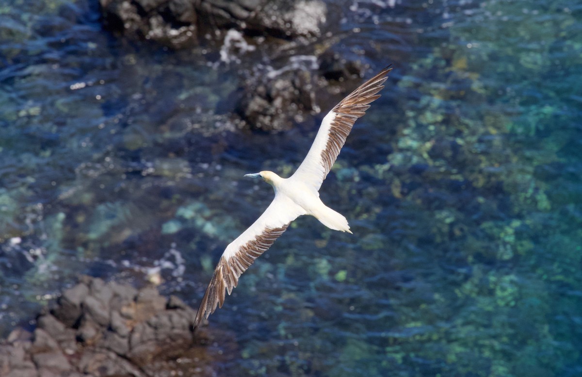 Red-footed Booby - ML594526251