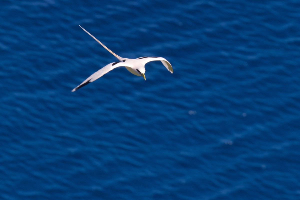 White-tailed Tropicbird - ML594526571