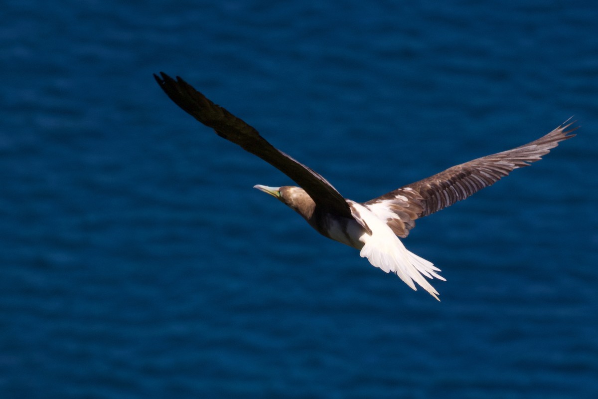 Red-footed Booby - ML594526681