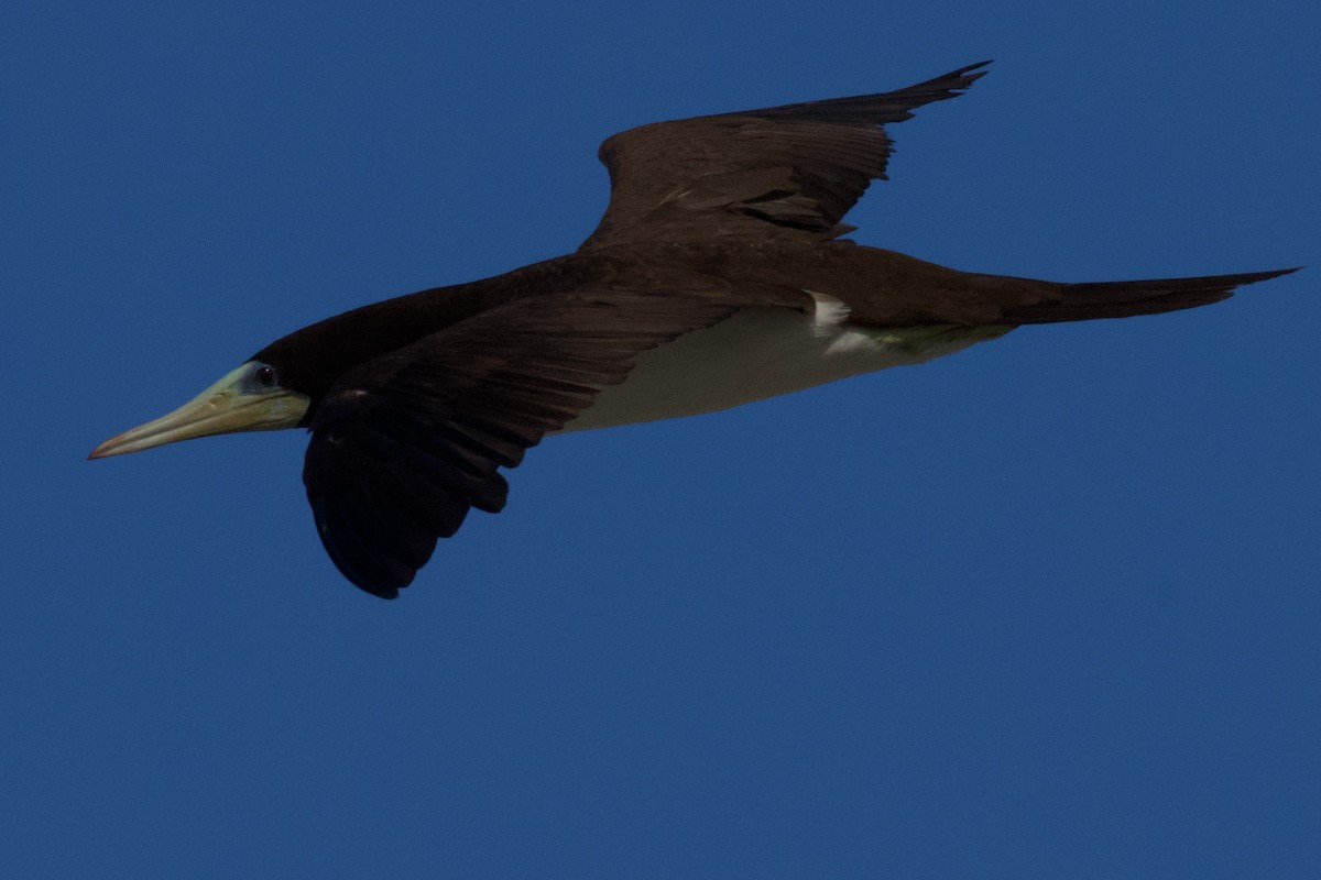 Brown Booby - ML594527441