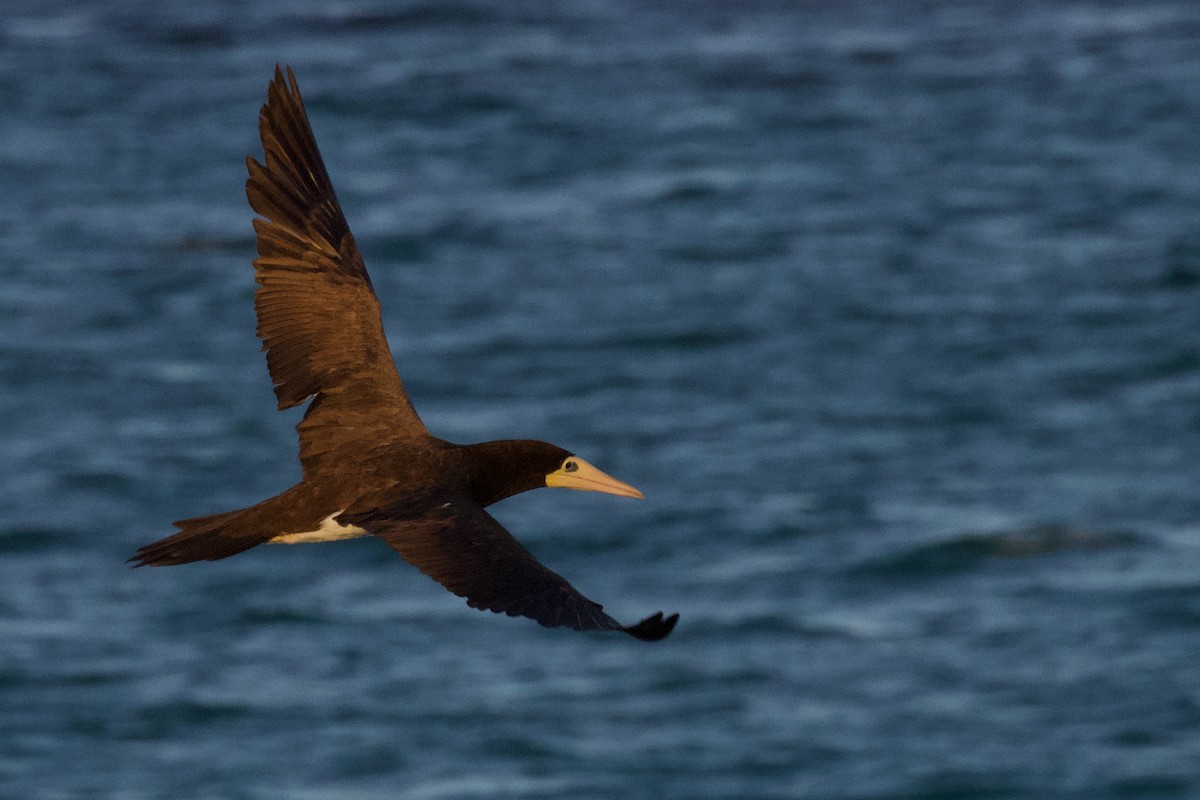 Brown Booby - ML594527451