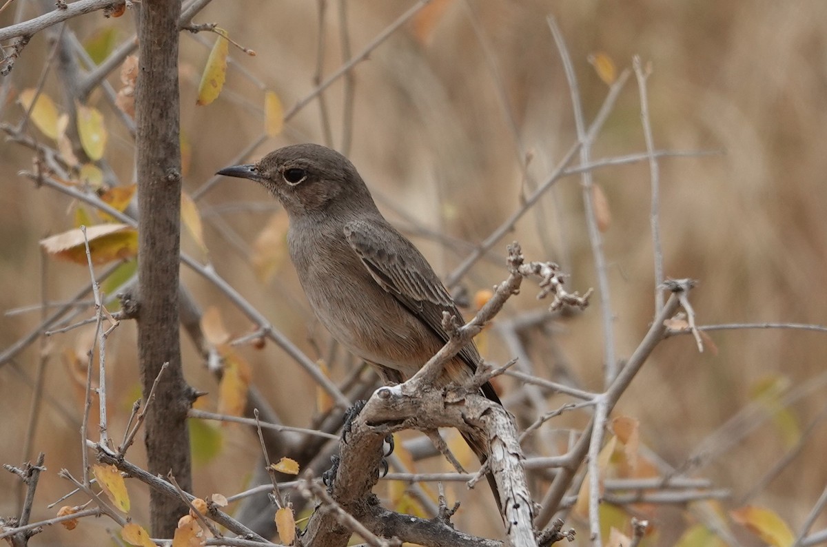 Brown-tailed Chat - ML594530951