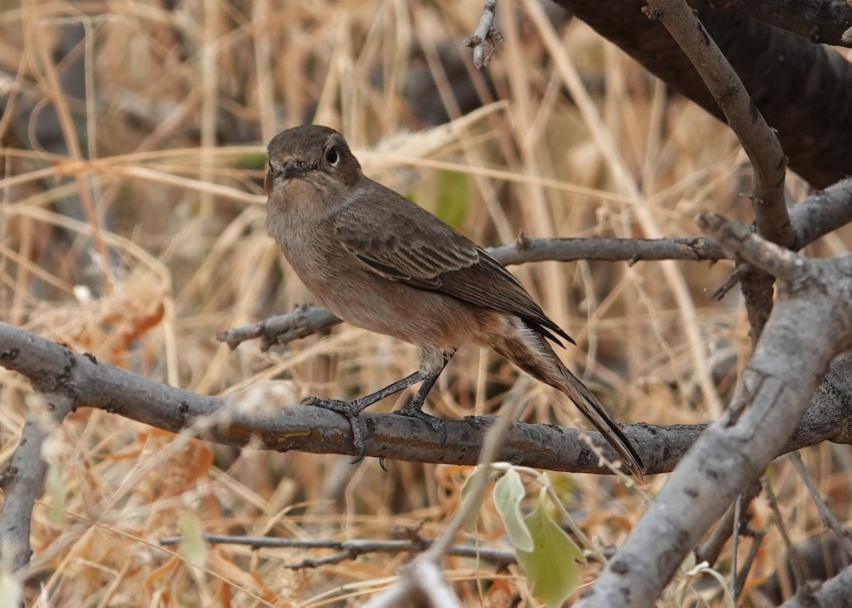 Brown-tailed Chat - ML594530971