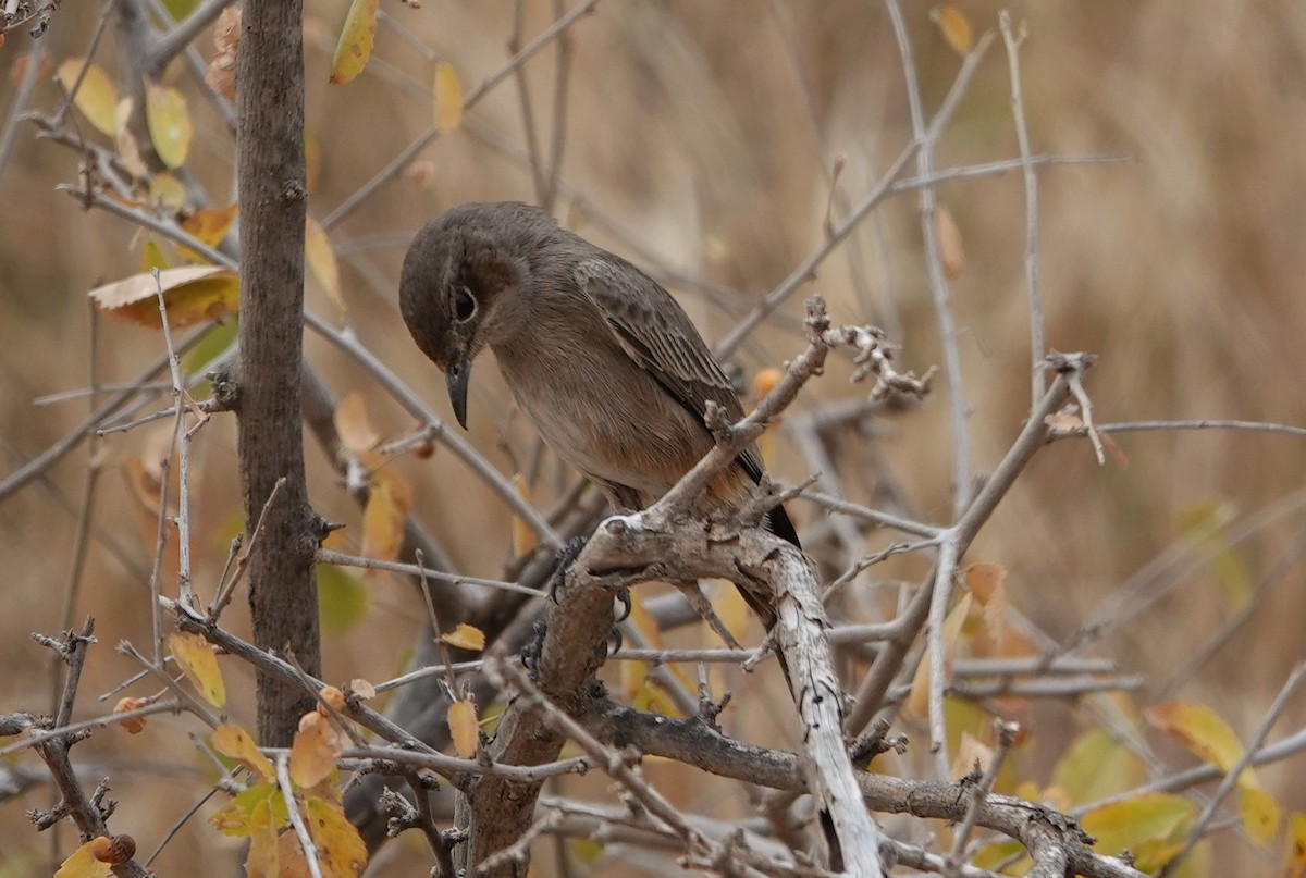 Brown-tailed Chat - Edurne Ugarte