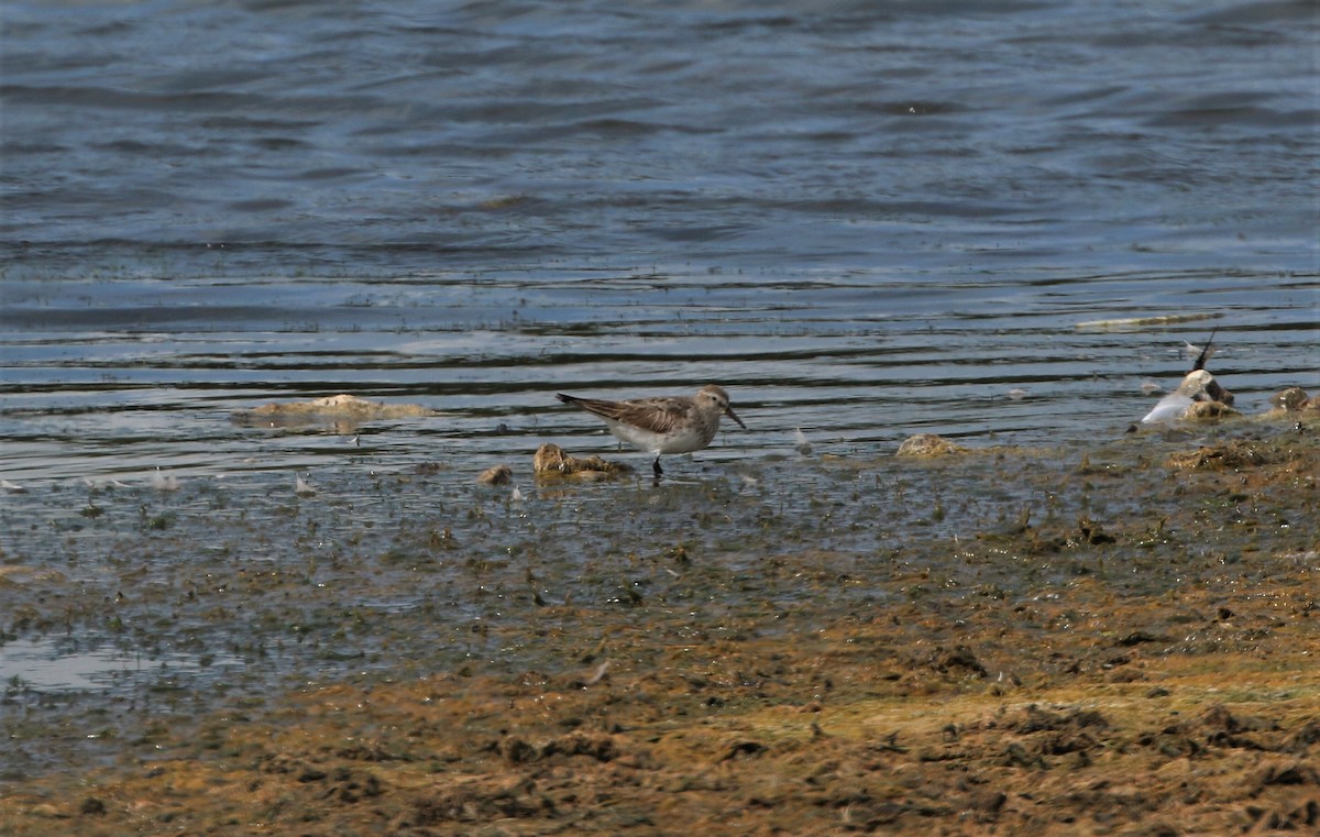 White-rumped Sandpiper - Don Weidl