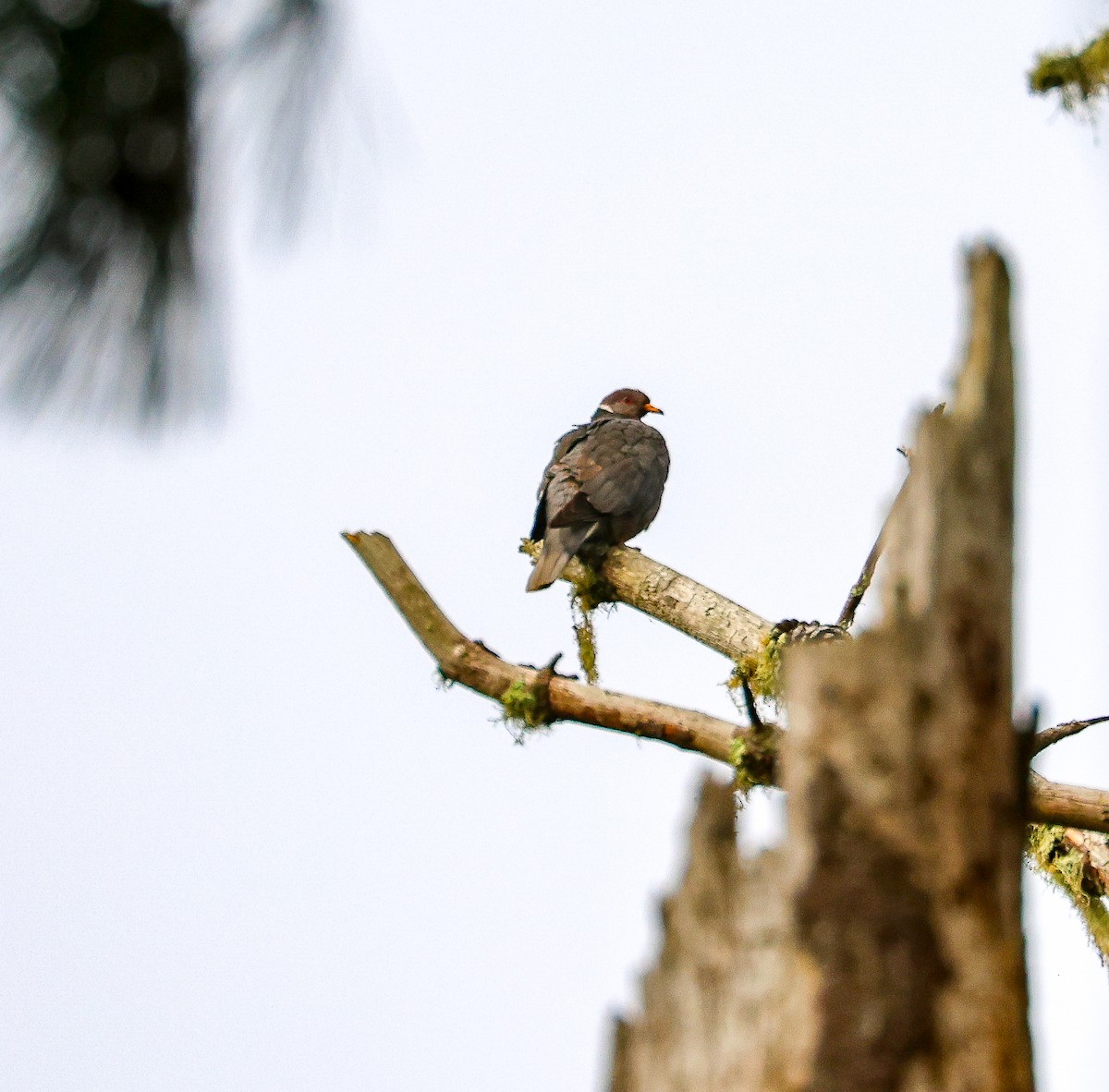 Band-tailed Pigeon - ML594535921