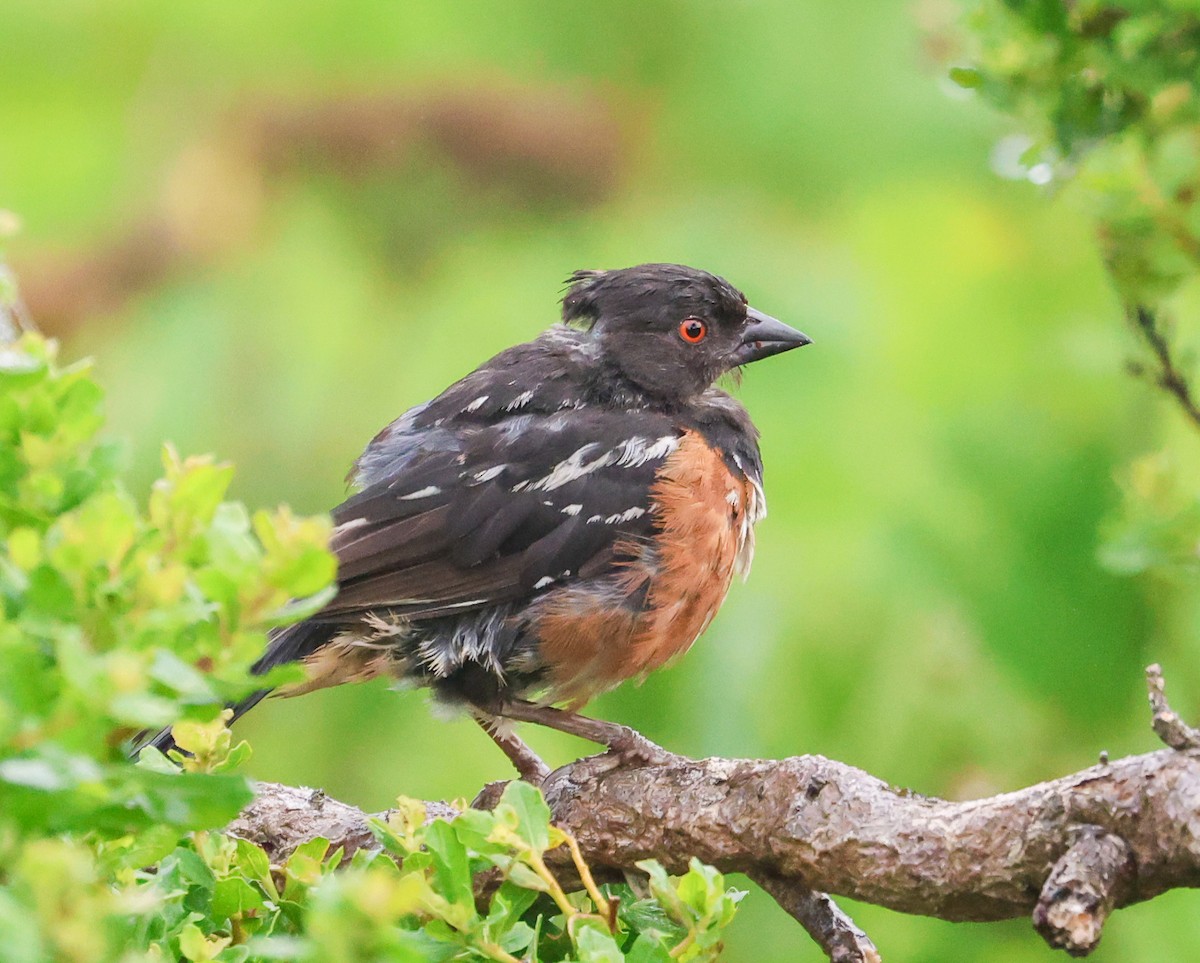 Spotted Towhee - ML594536431