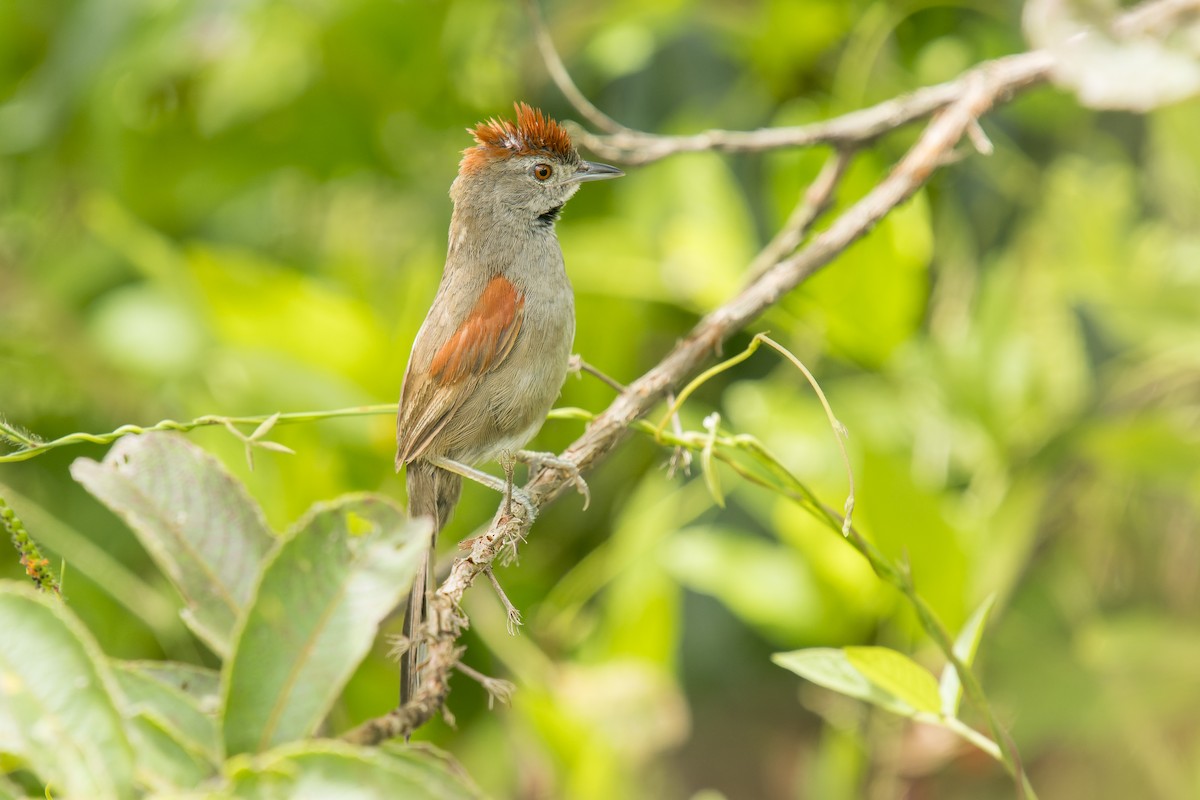 Cinereous-breasted Spinetail - Marcelo  Telles