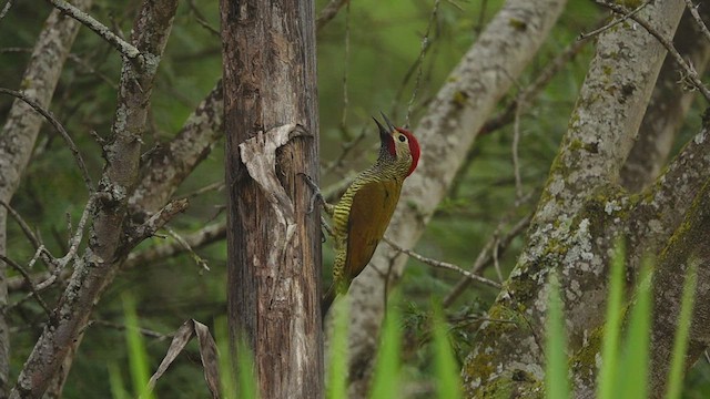 Golden-olive Woodpecker - ML594537671