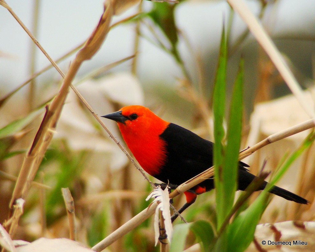 Scarlet-headed Blackbird - Ricardo  Doumecq Milieu