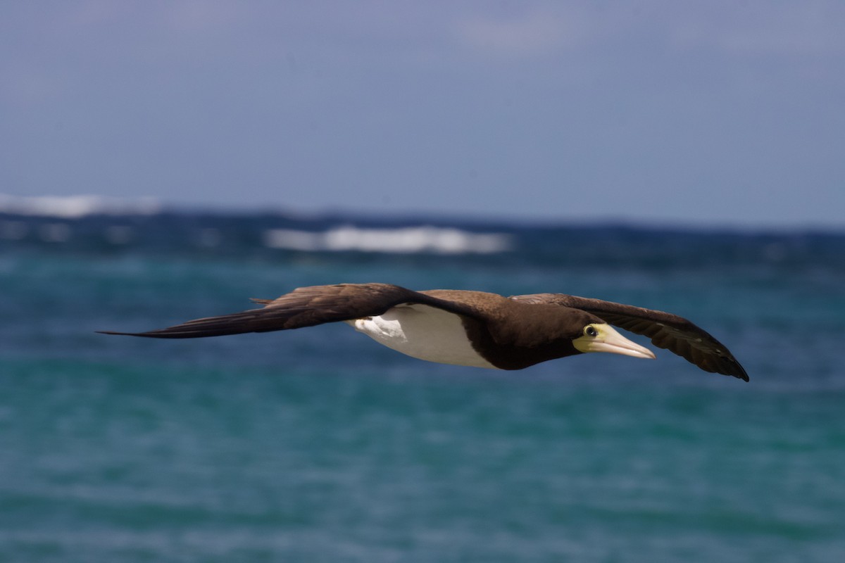 Brown Booby - ML594541271