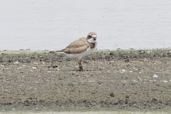 Semipalmated Plover - ML594542491