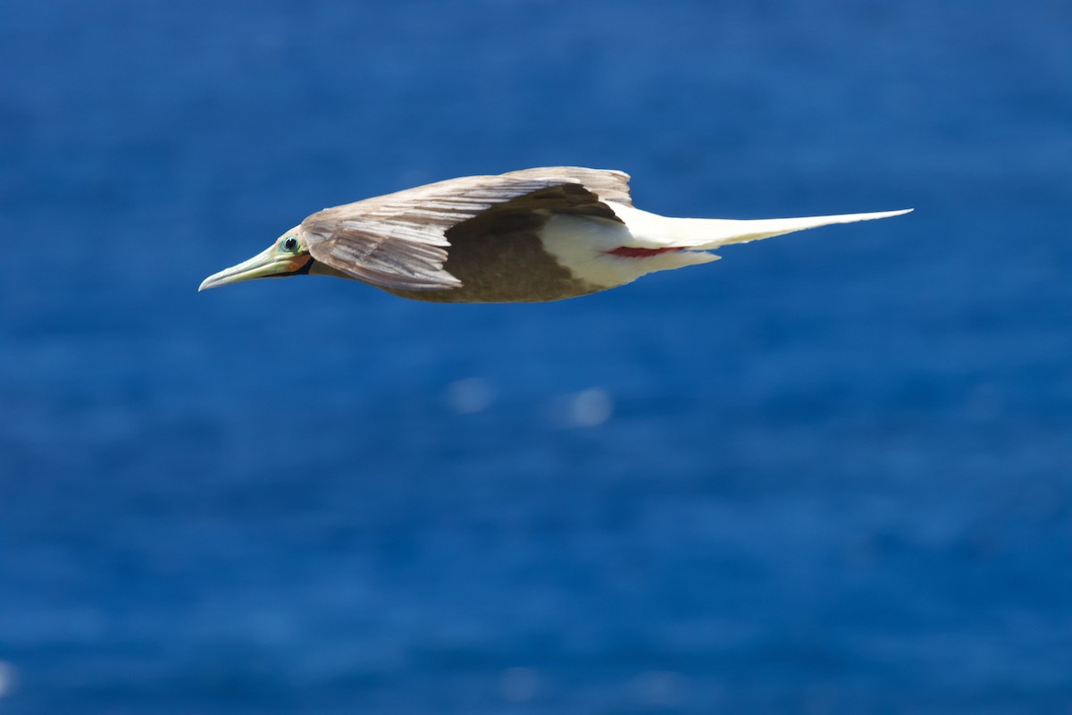 Red-footed Booby - ML594542671