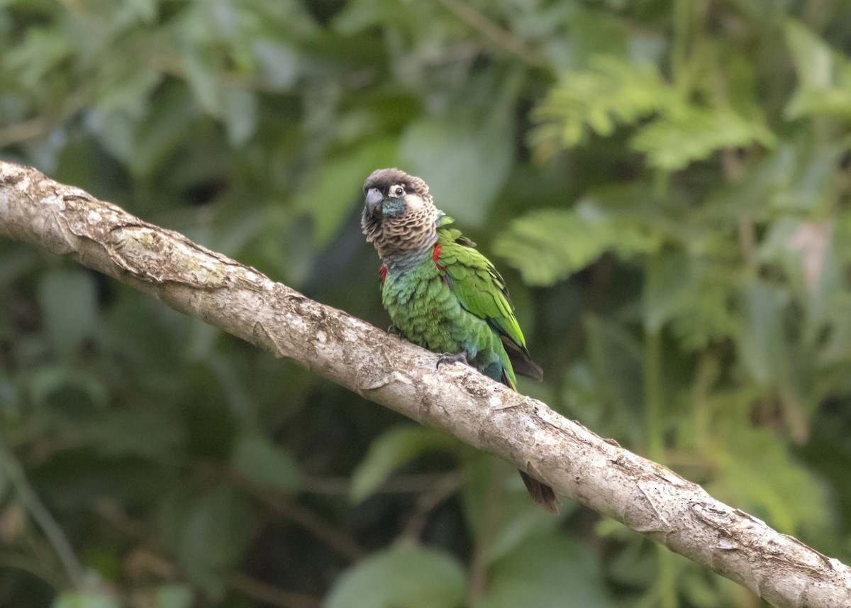 Pearly Parakeet (coerulescens) - Silvia Faustino Linhares