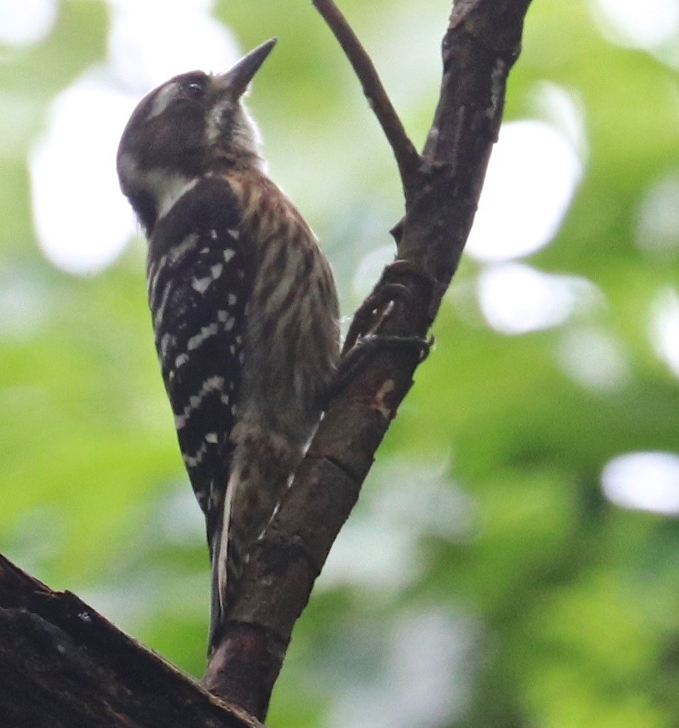 Japanese Pygmy Woodpecker - Dave Czaplak