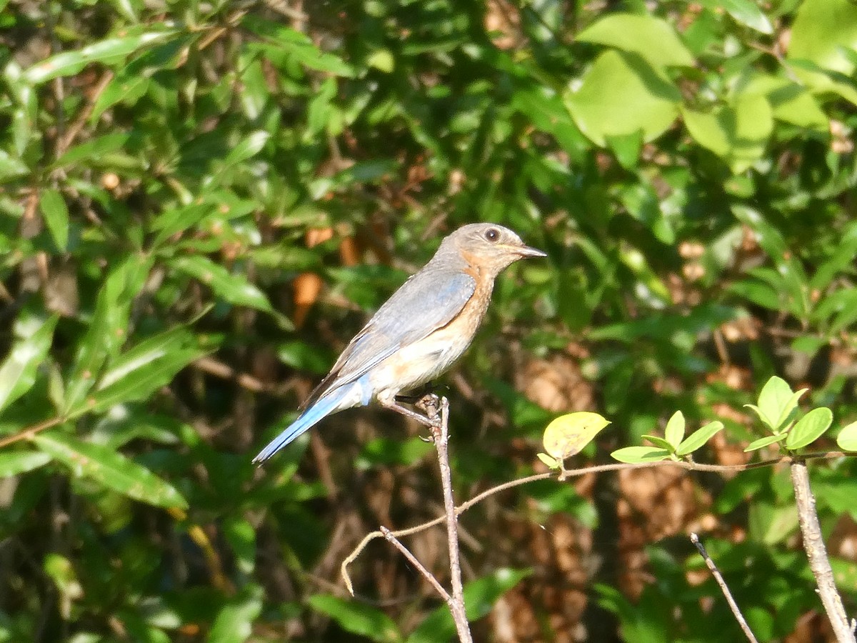 Eastern Bluebird - ML594547161