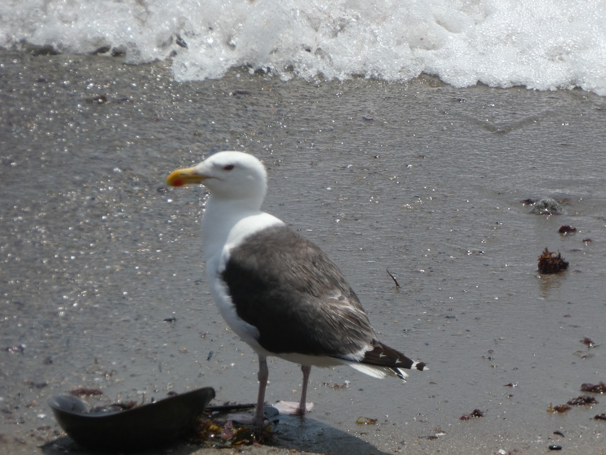 Great Black-backed Gull - Kevin Hayes