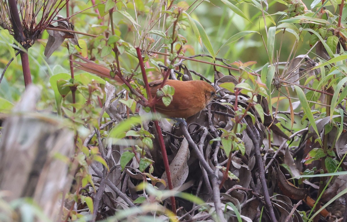 Black-throated Spinetail - ML594548311