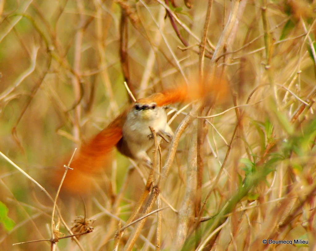 Yellow-chinned Spinetail - ML59455141