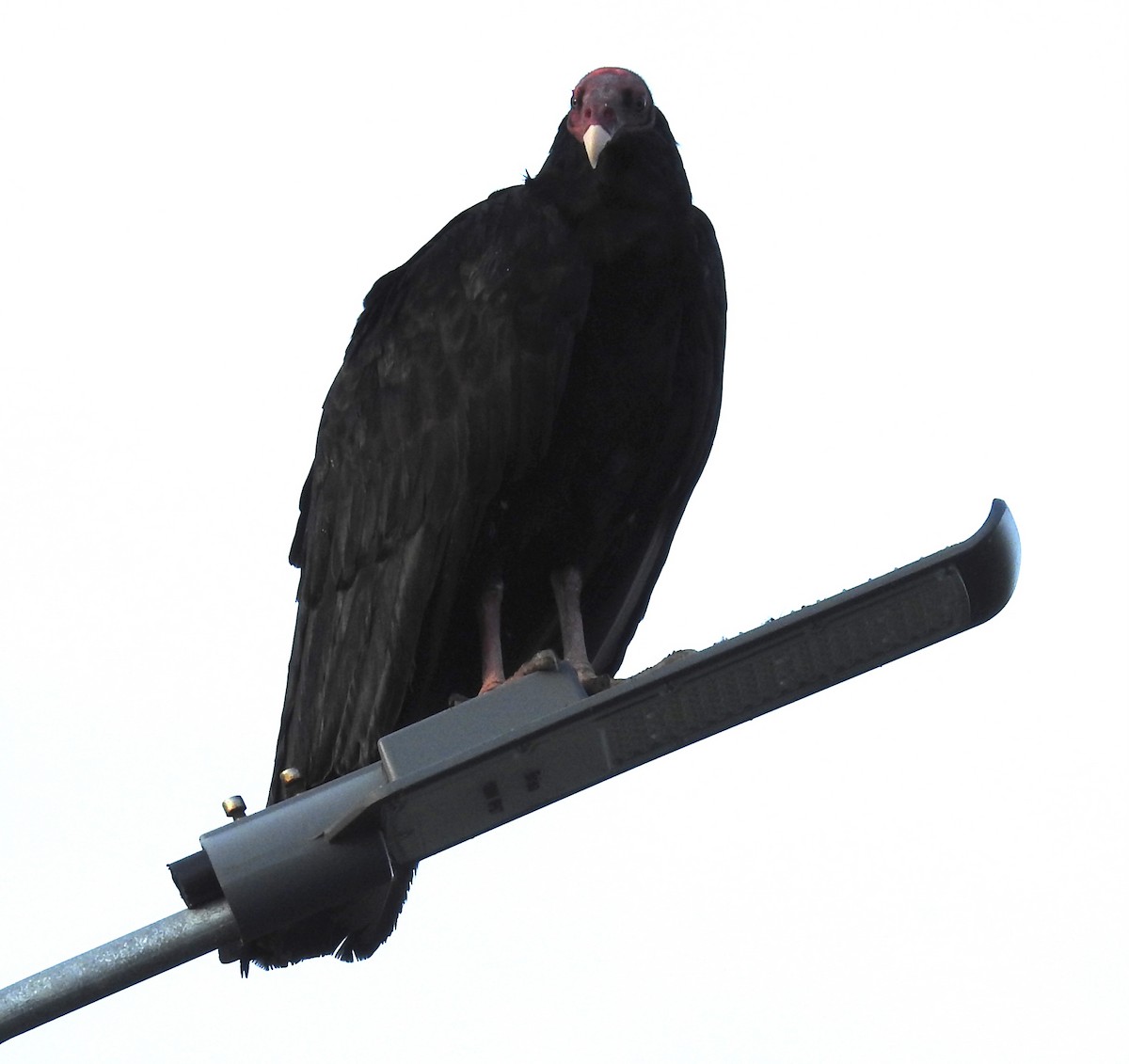 Turkey Vulture - ML594555201