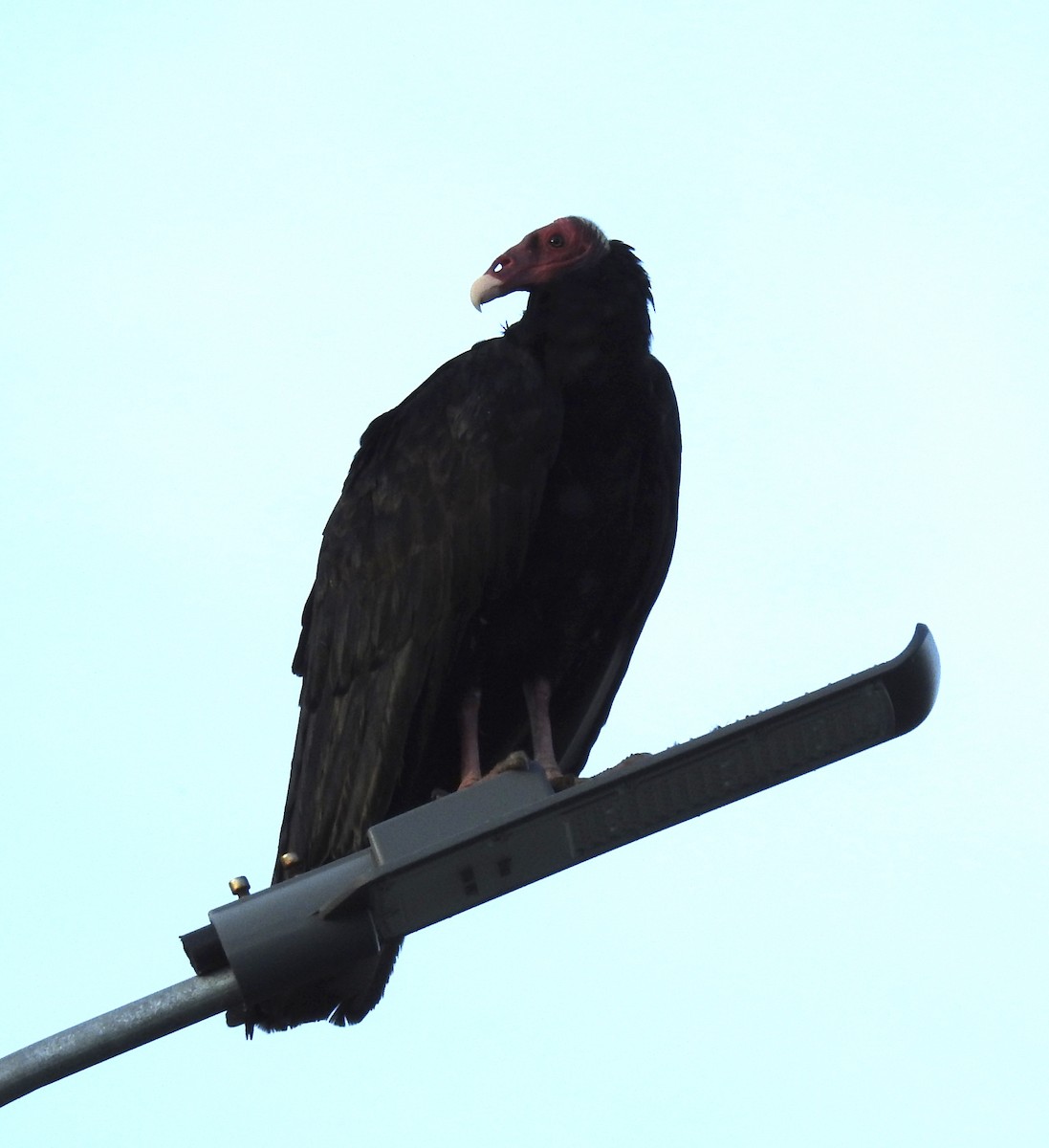 Turkey Vulture - ML594555211