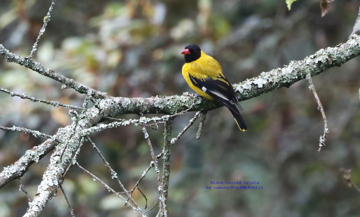 Black-tailed Oriole - Argrit Boonsanguan