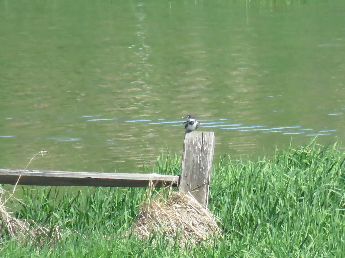 Belted Kingfisher - Curtis Mahon
