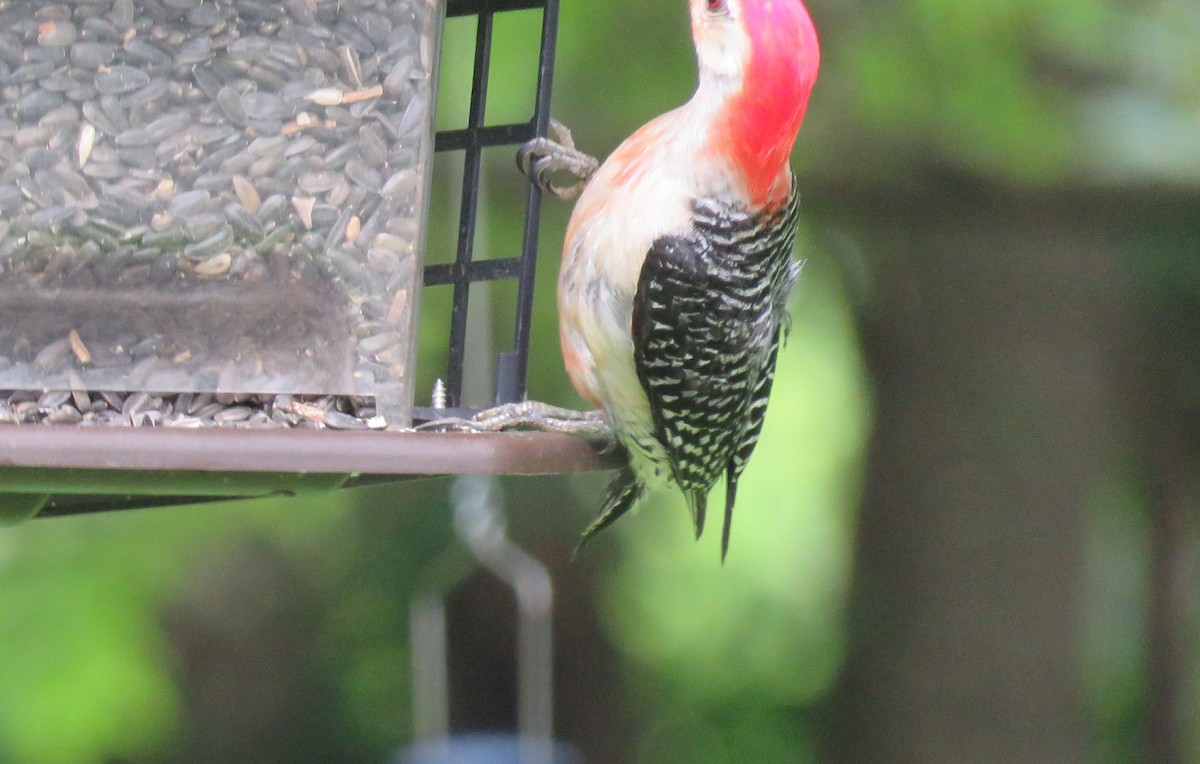 Red-bellied Woodpecker - michele ramsey