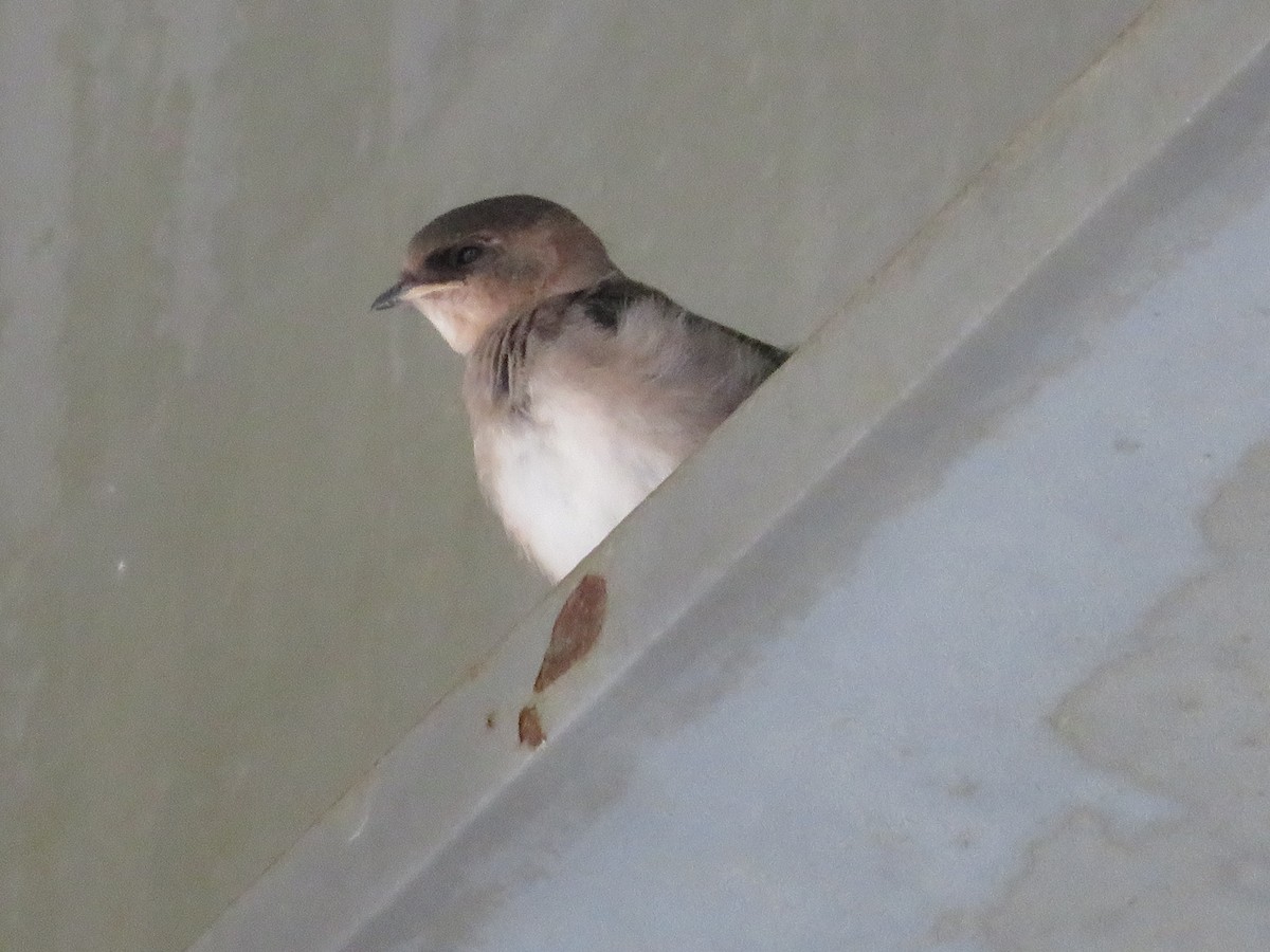 Cave Swallow - ML594557431