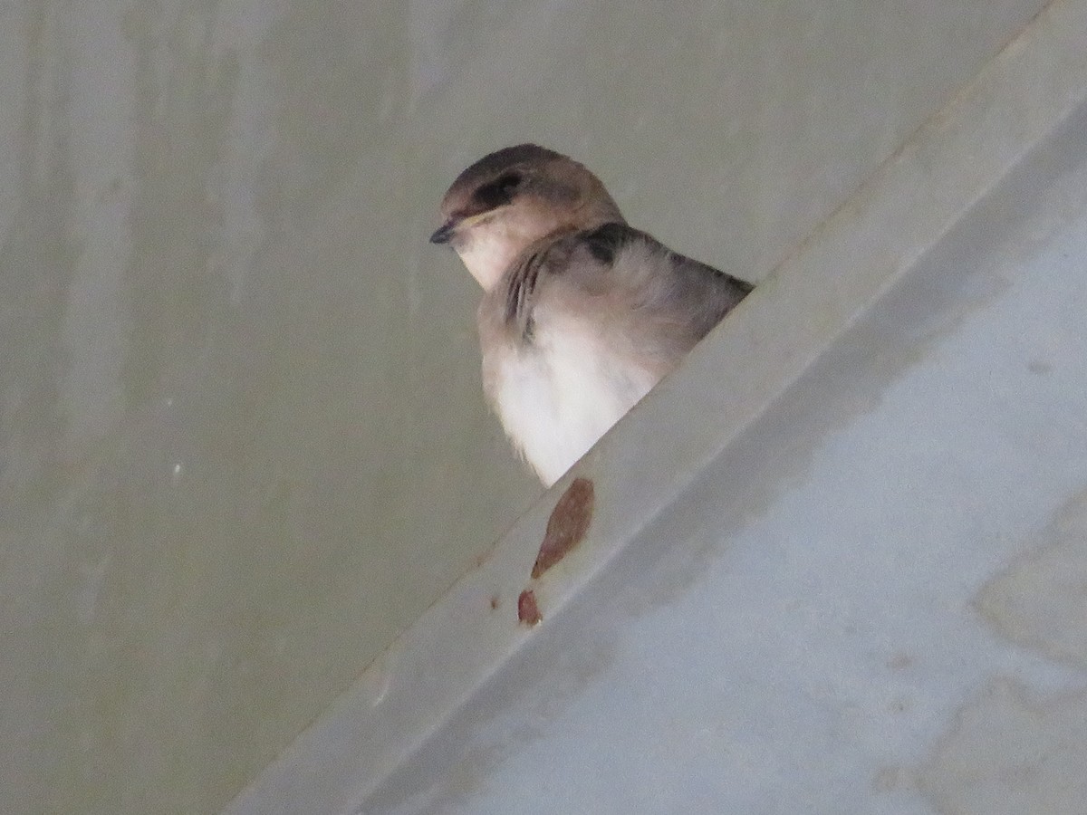 Cave Swallow - ML594557461