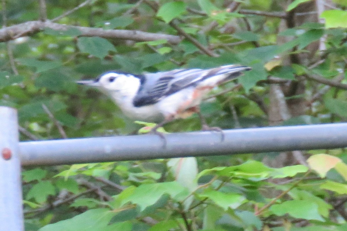 White-breasted Nuthatch - ML59455831