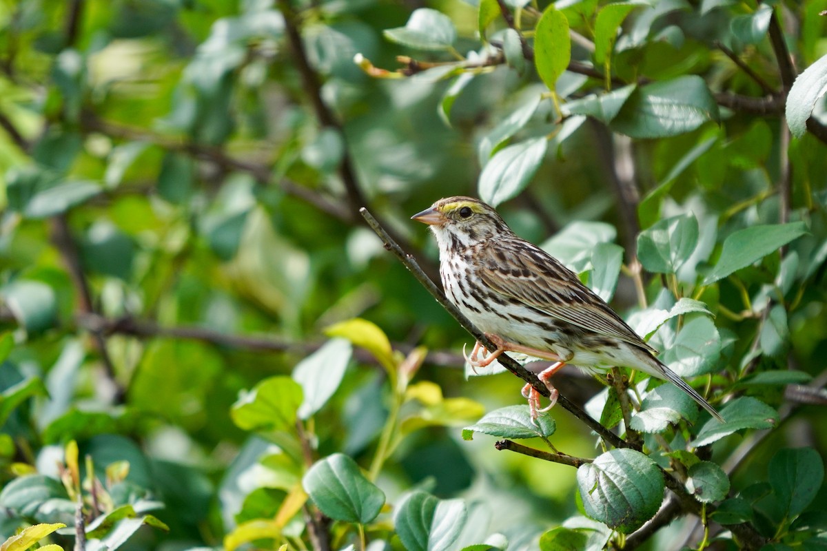 Savannah Sparrow - ML594561261