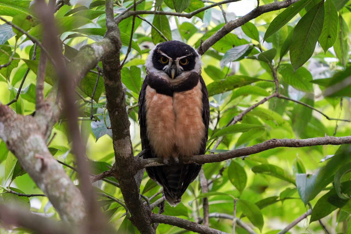 Spectacled Owl - ML594566921