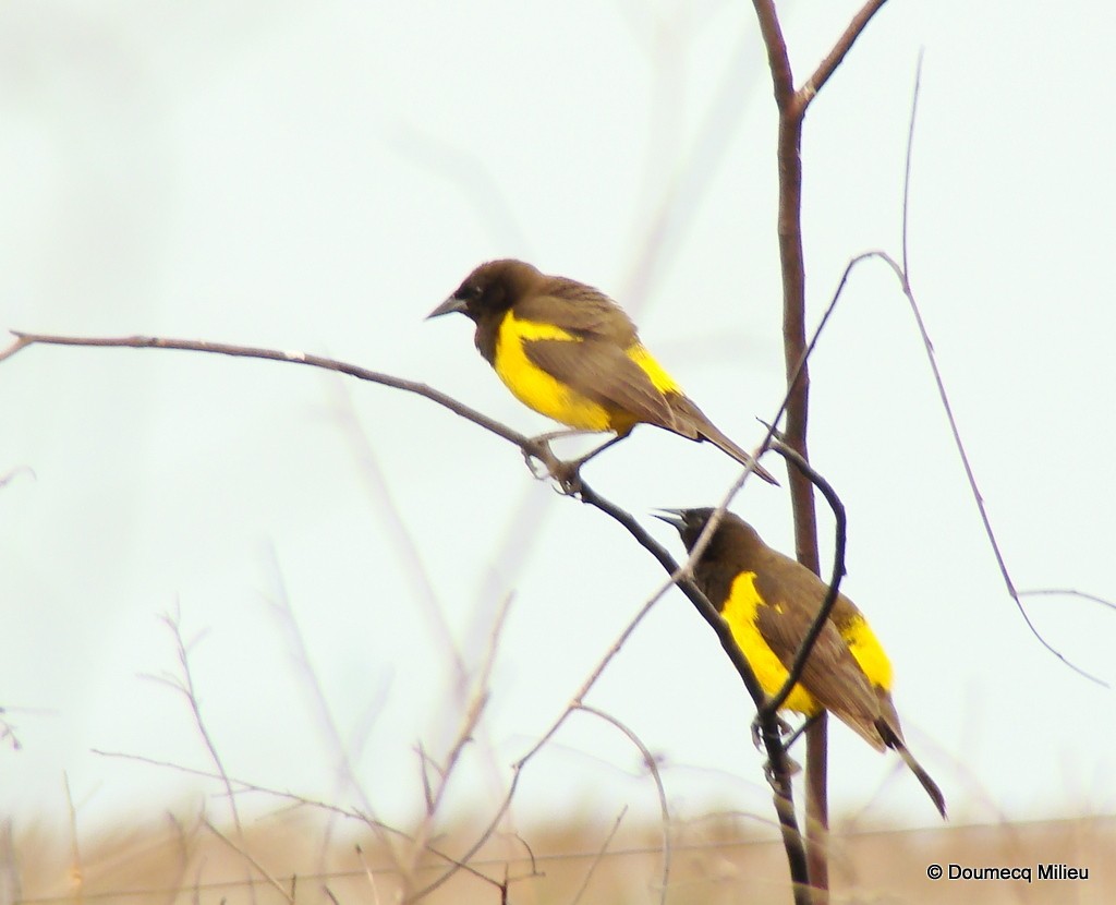 Yellow-rumped Marshbird - Ricardo  Doumecq Milieu