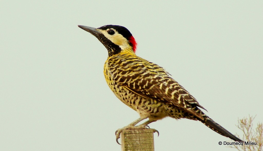 Green-barred Woodpecker - Ricardo  Doumecq Milieu