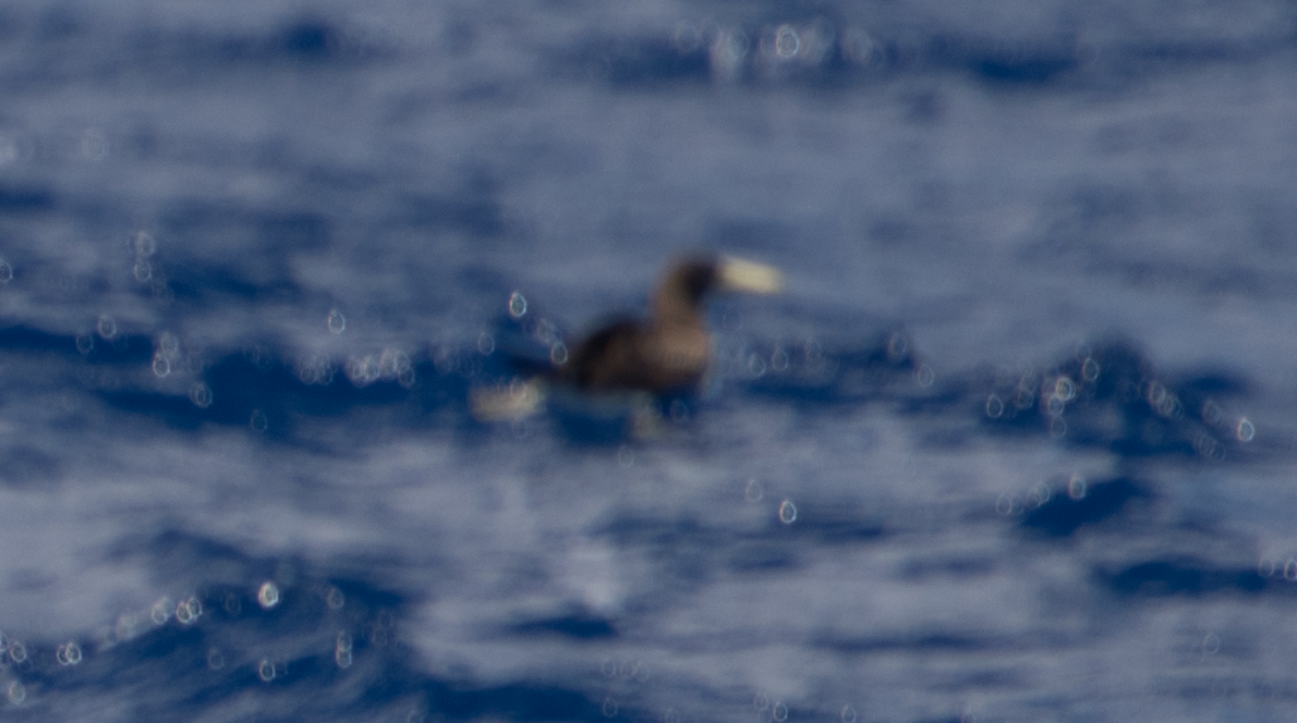 Brown Booby - ML59457301
