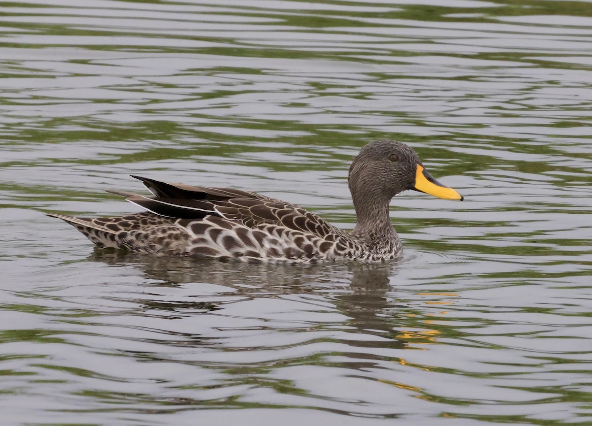 Yellow-billed Duck - ML594573061