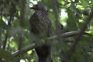 Band-tailed Guan, ML594574221