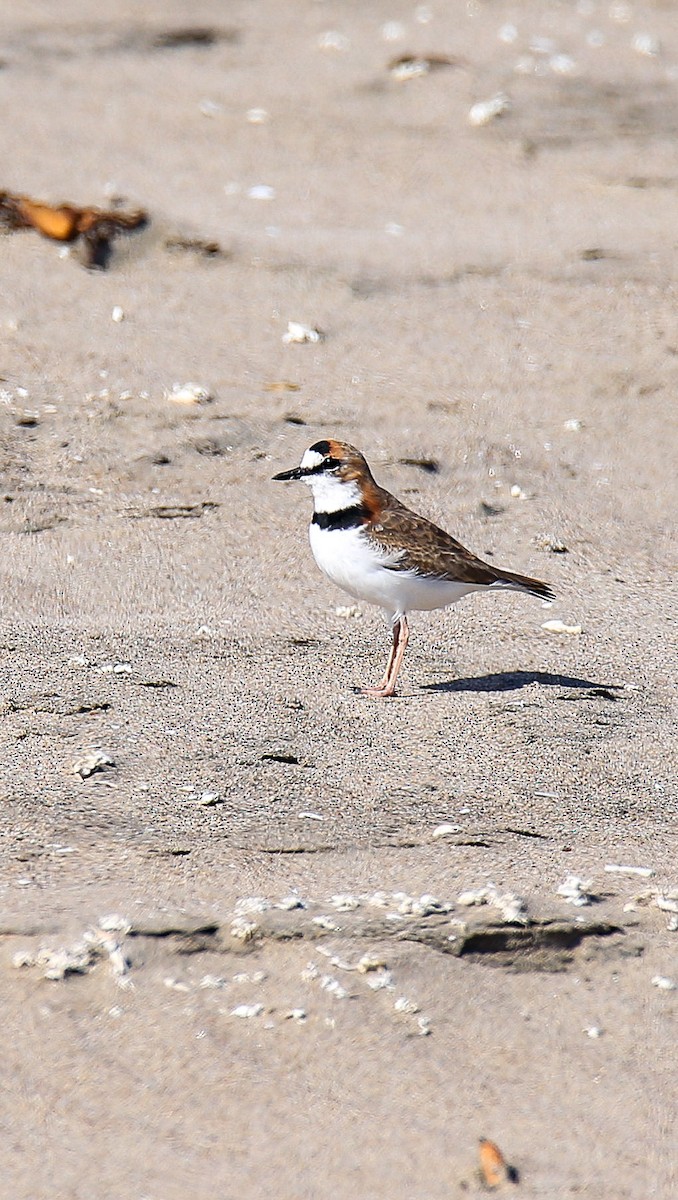 Collared Plover - ML594576751