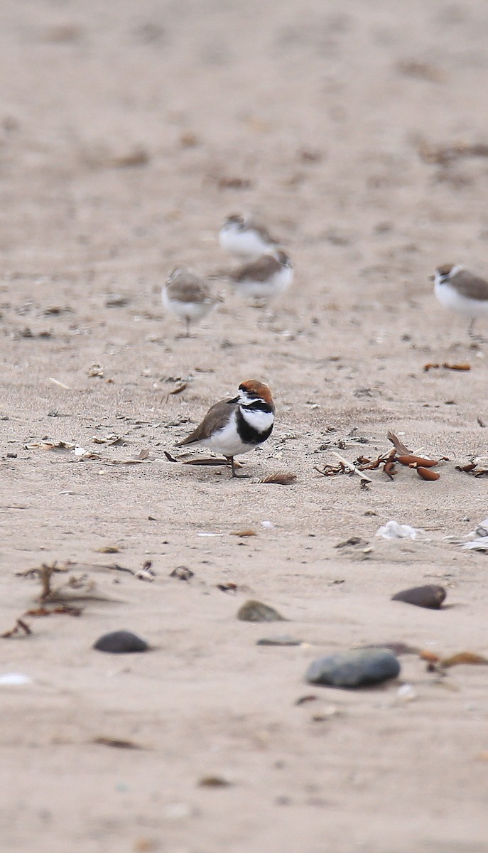 Two-banded Plover - ML594576811