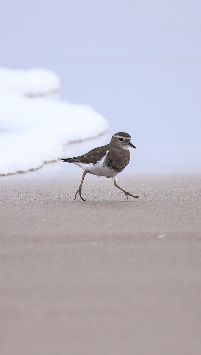 Rufous-chested Dotterel - ML594577001