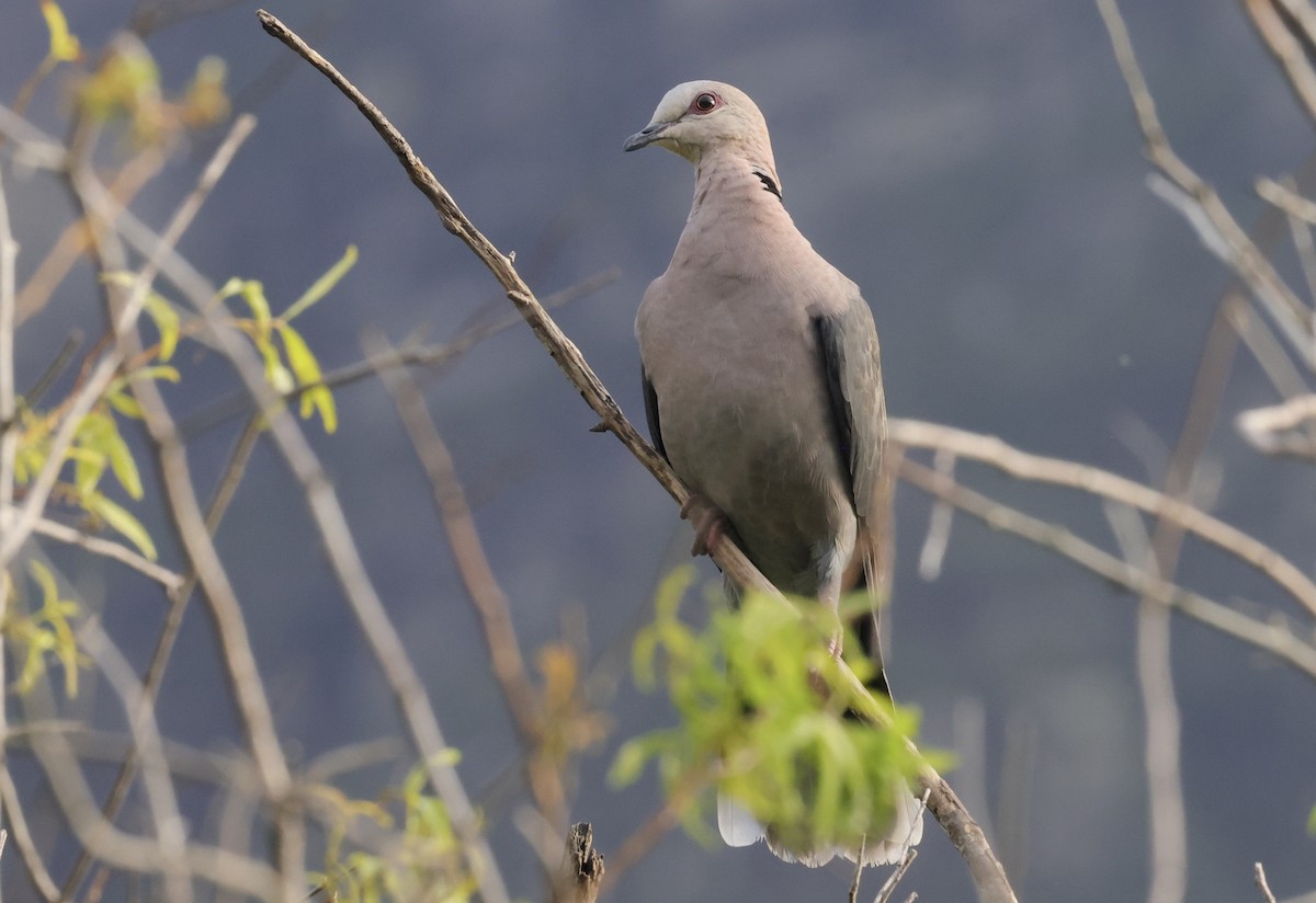 Red-eyed Dove - ML594577031