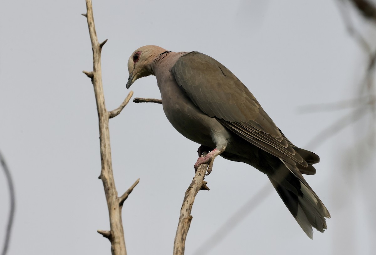 Red-eyed Dove - ML594577041